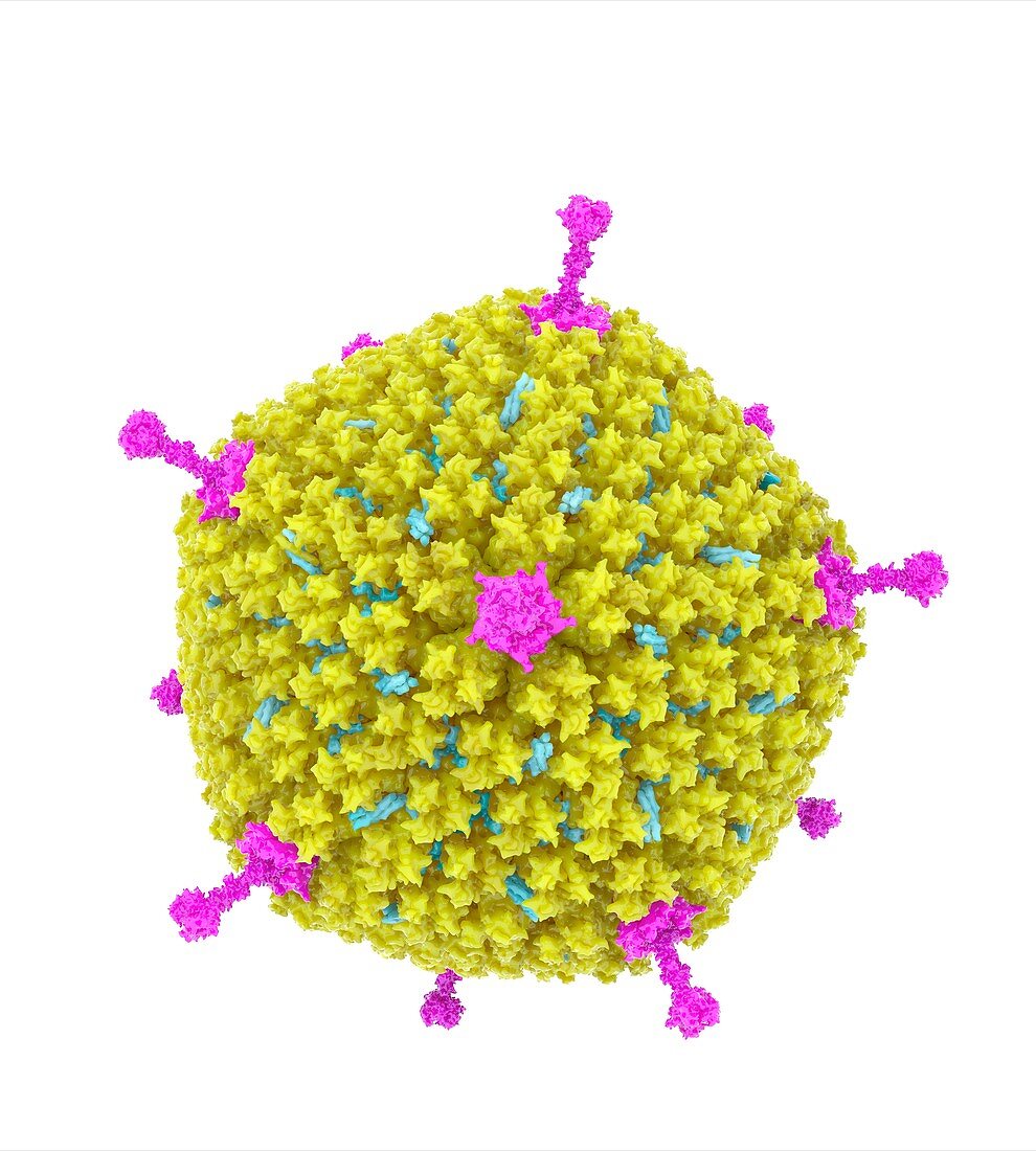 Adenovirus, molecular mode