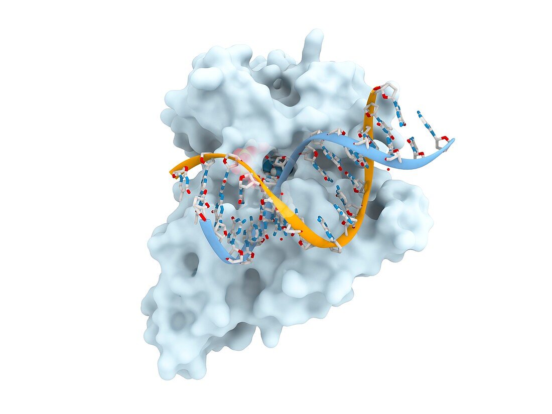 DNA repair enzyme complex, illustration