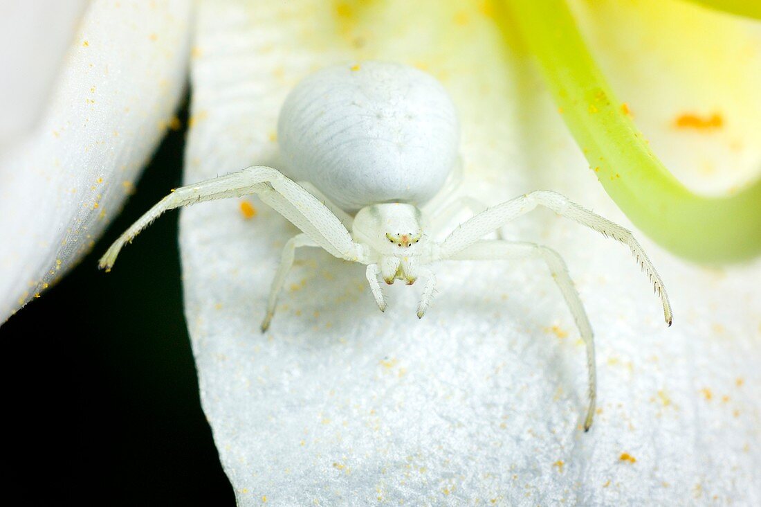 Flower crab spider, Misumena vatia