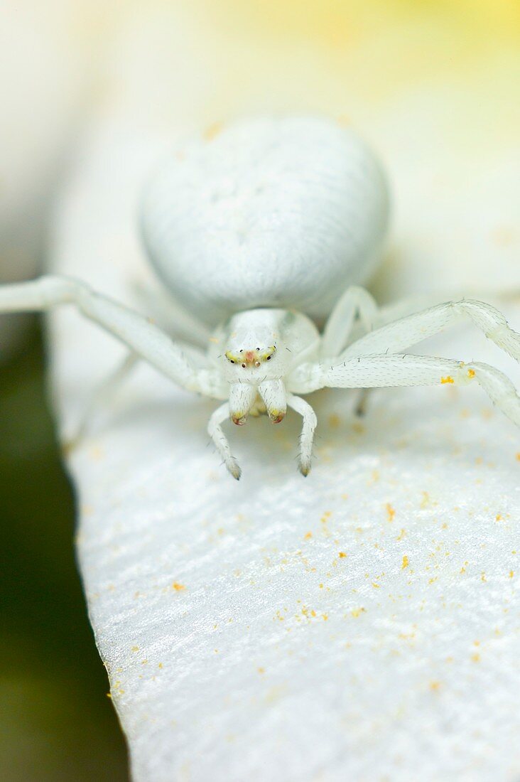 Flower crab spider, Misumena vatia