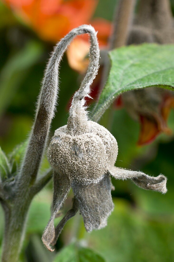 Mould-infected flower bud of Tithonia