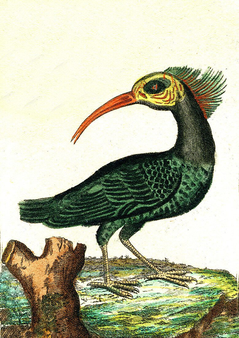 Northern bald ibis, 19th Century illustration