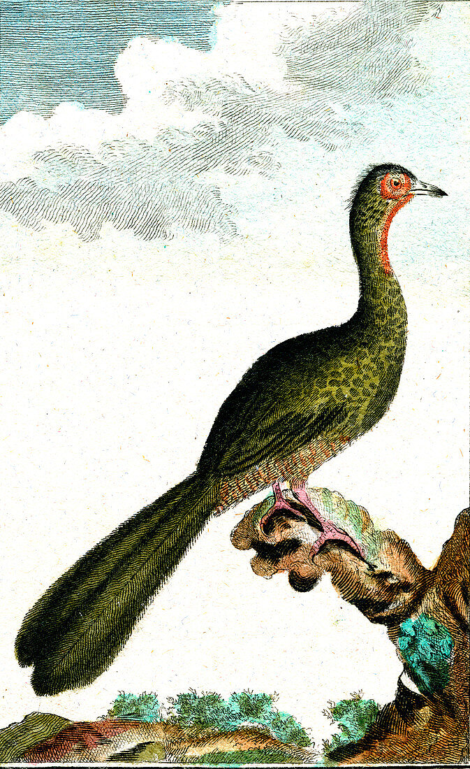 Pheasant, 19th Century illustration