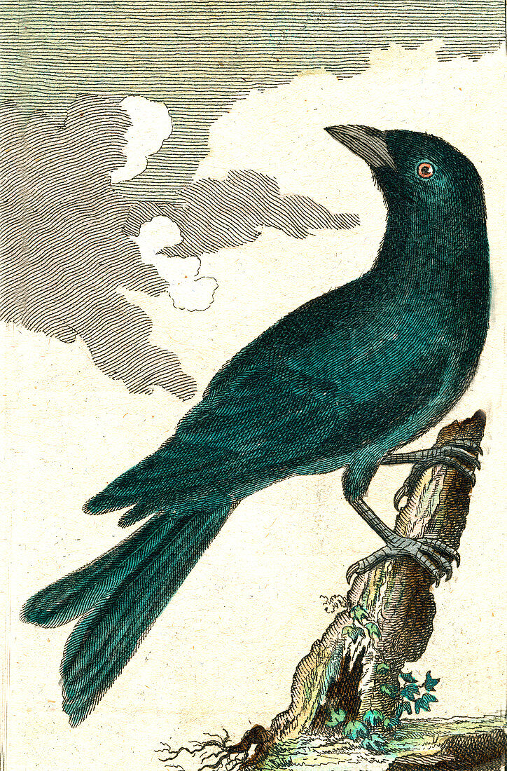 Balicassiao (Dicrurus balicassius), 19th C illustration