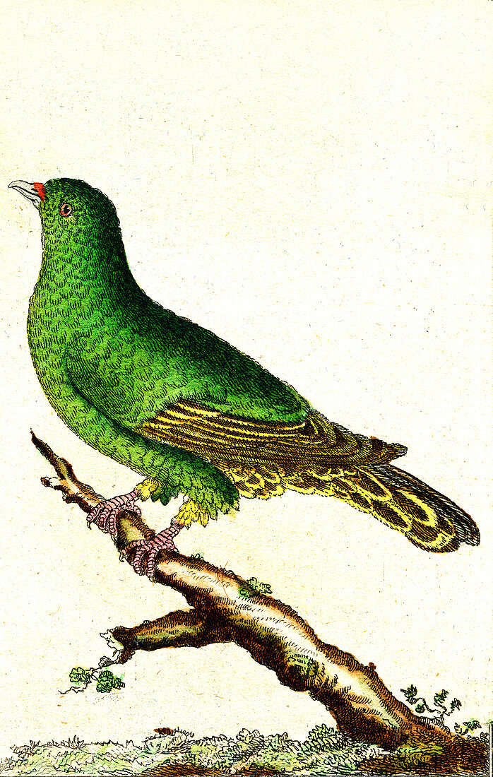 Green pigeon, 19th Century illustration