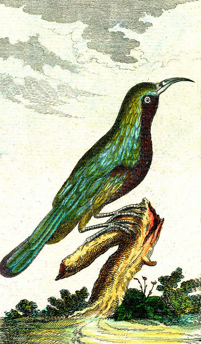 Collared sunbird, 19th Century illustration
