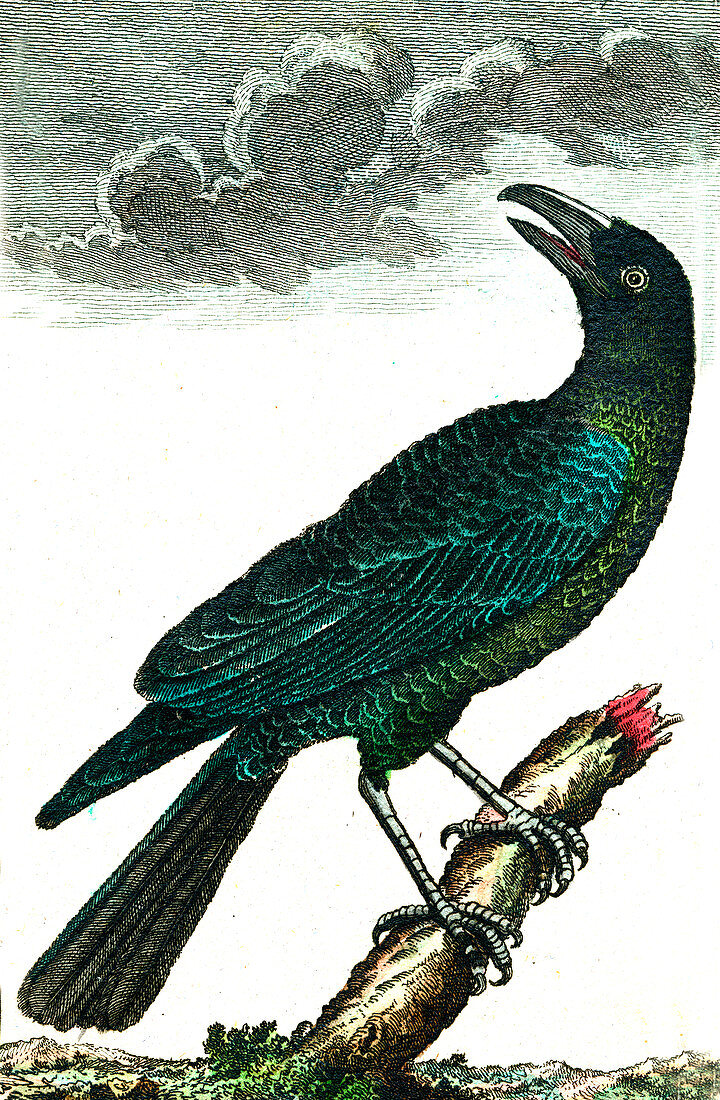 Bird of paradise, 19th Century illustration