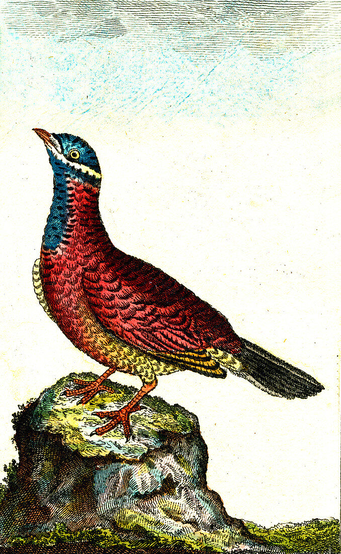 Turtle dove, 19th Century illustration