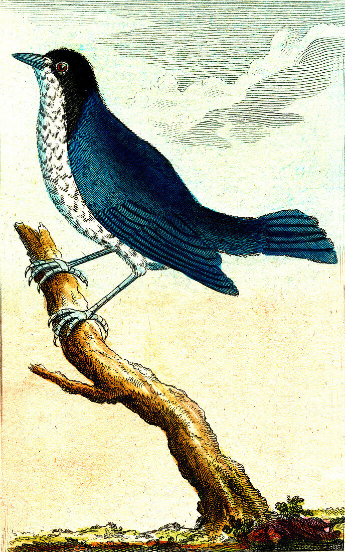 Tanager, 19th Century illustration