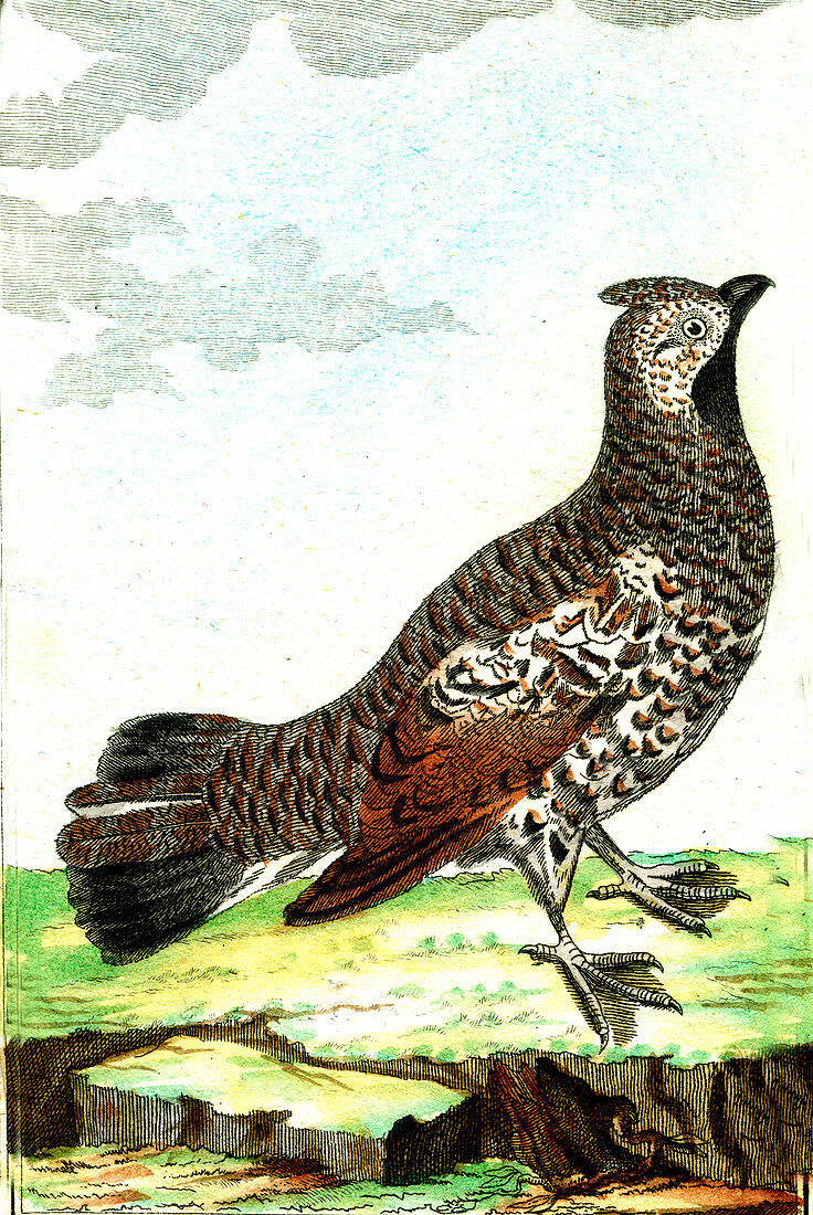 Hazel grouse, 19th Century illustration