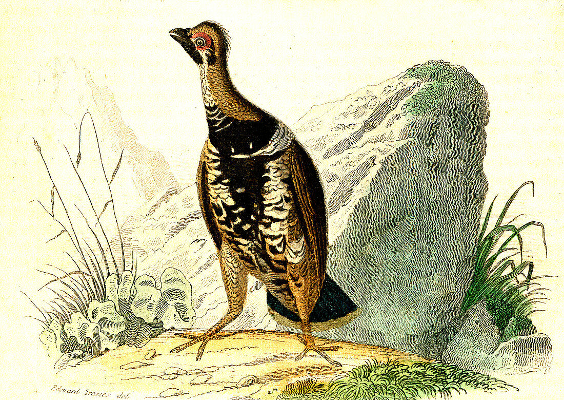 Spruce grouse, 19th Century illustration