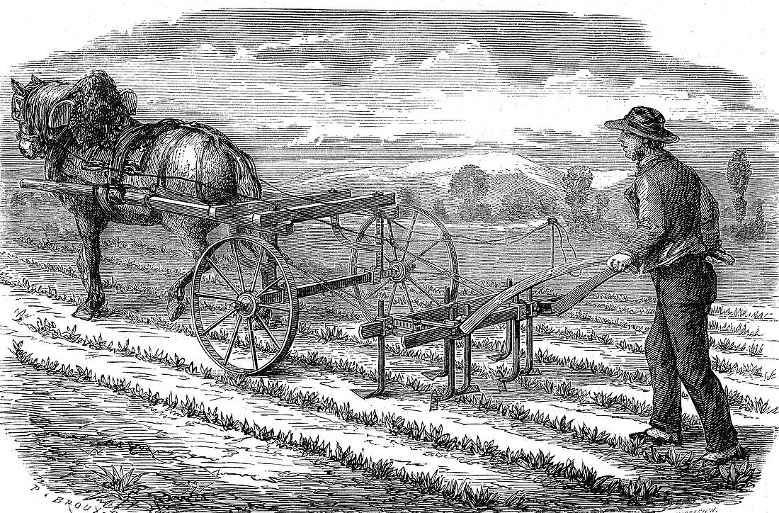 19th Century sugar beet plantation, illustration