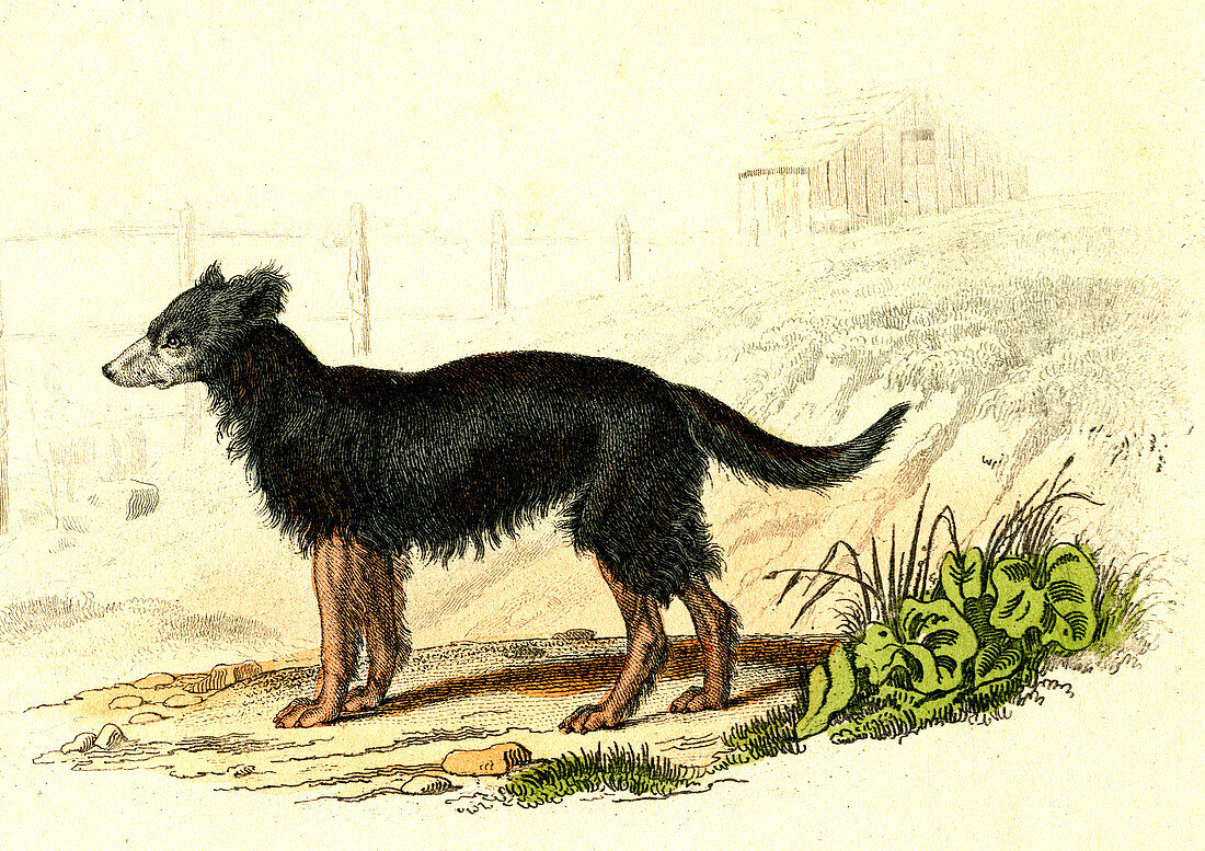 Domestic dog, 19th Century illustration