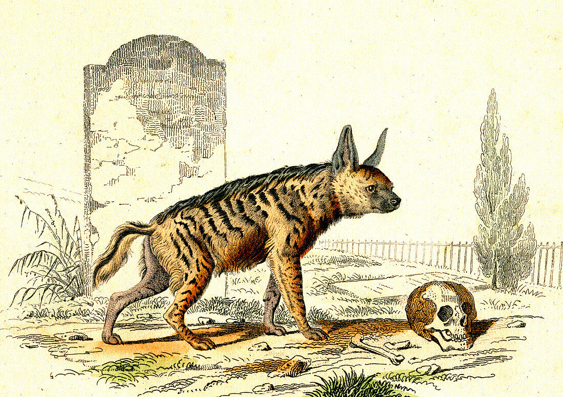Striped hyena, 19th Century illustration