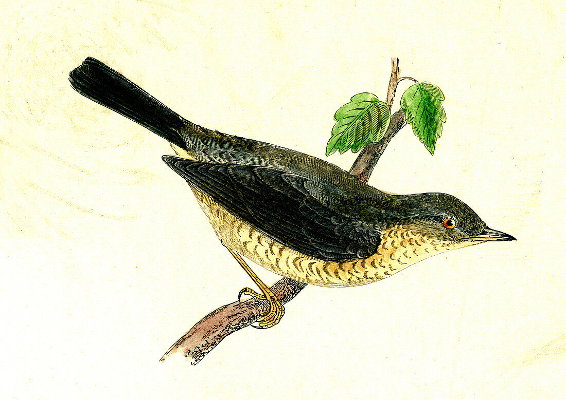 Barred warbler, 19th Century illustration