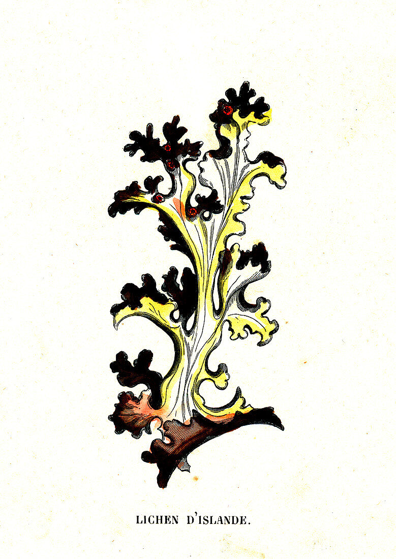 Iceland moss (Cetraria islandica), 1886 illustration