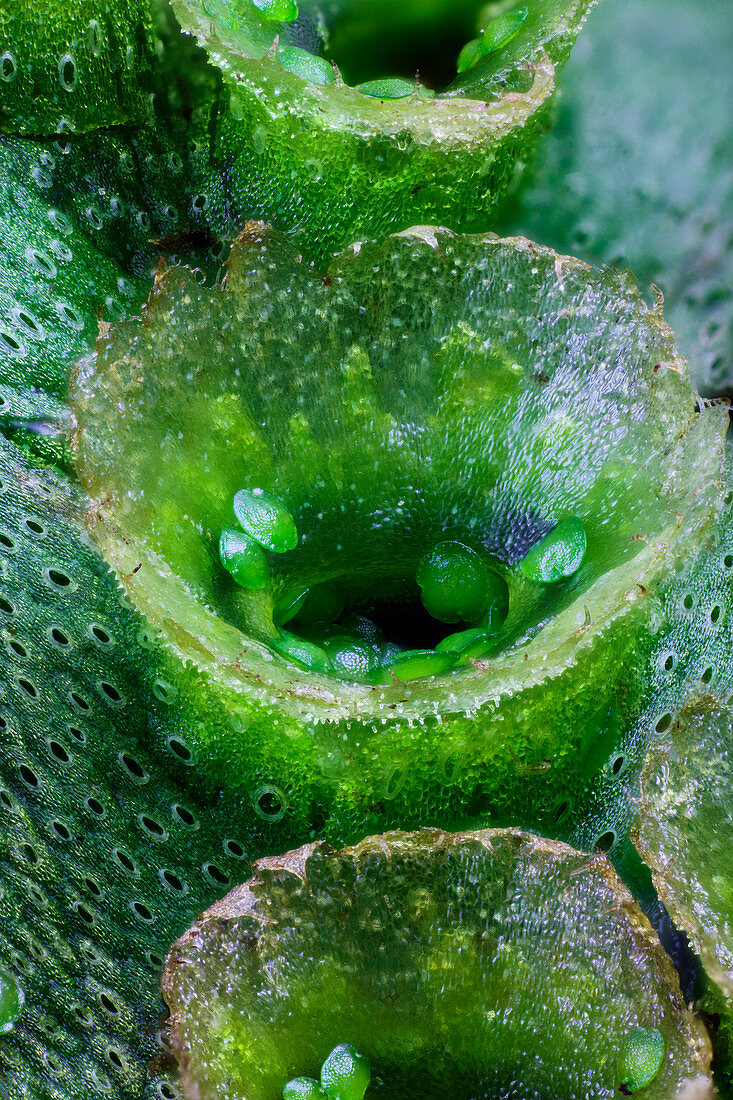 Liverwort (Marchantia polymorpha), macrophotograph