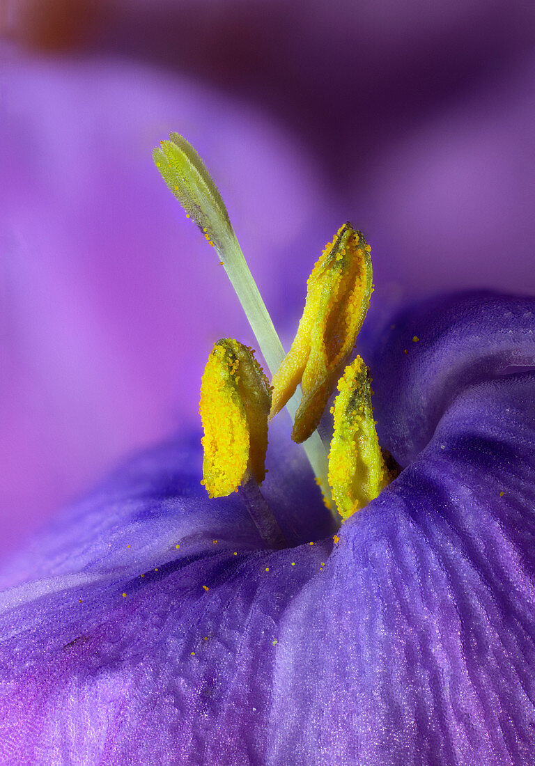 Phlox 'Paparazzi Purple', macrophotograph