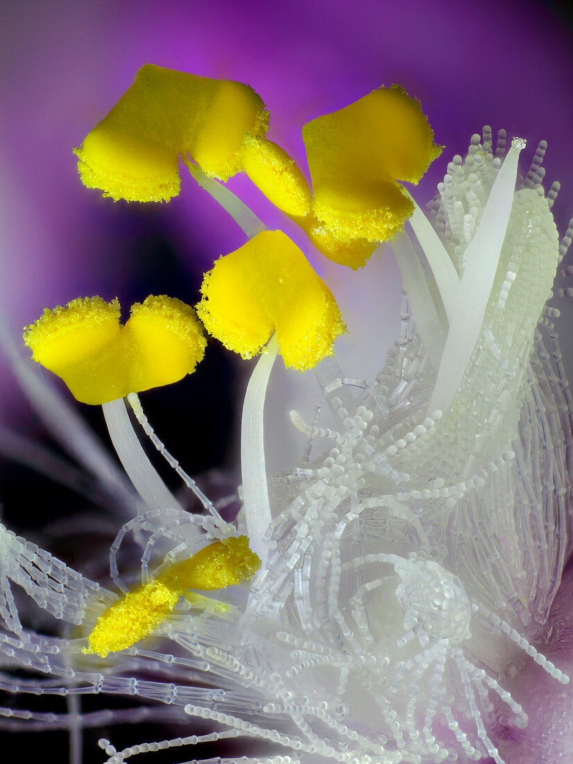 Tradescantia flower anthers, macrophotograph