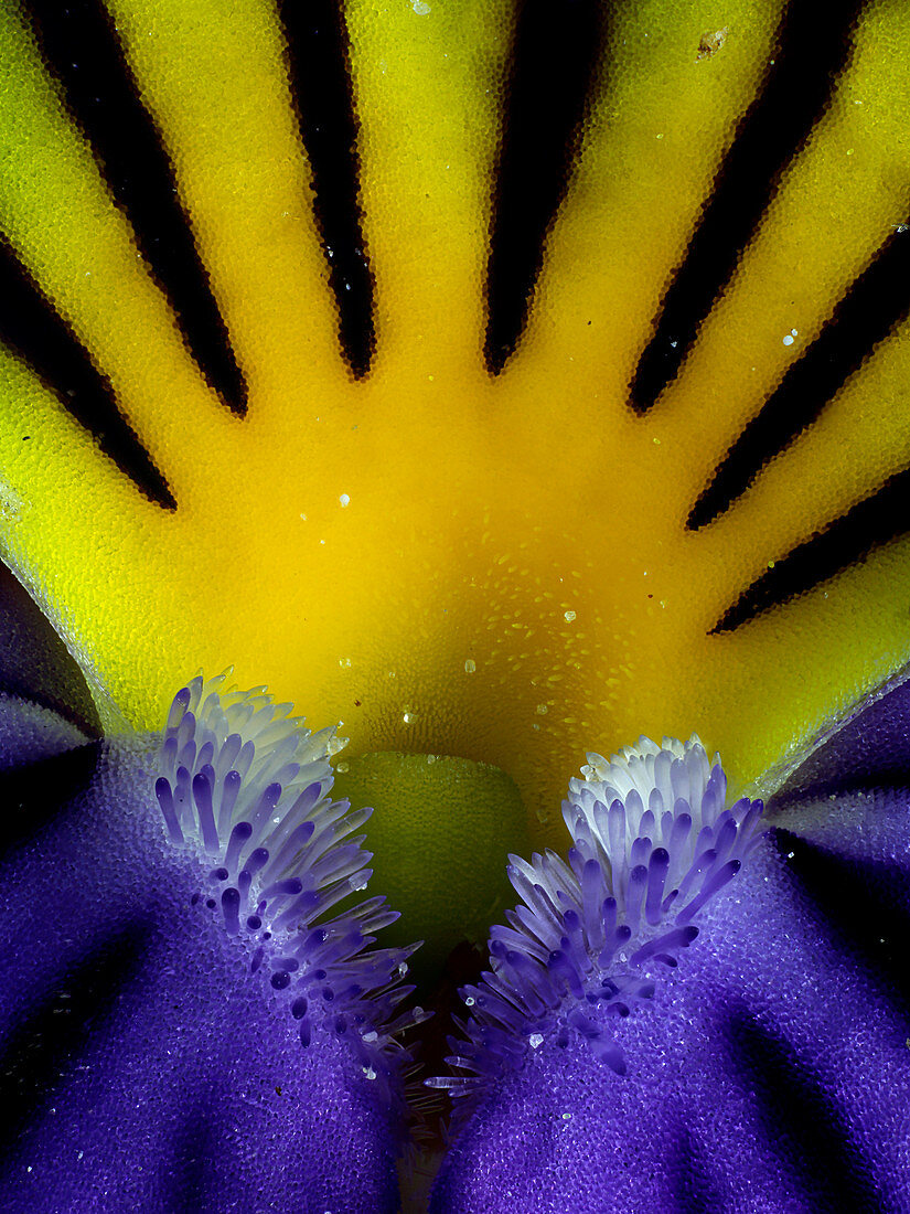 Pansy (Viola tricolor), macrophotograph