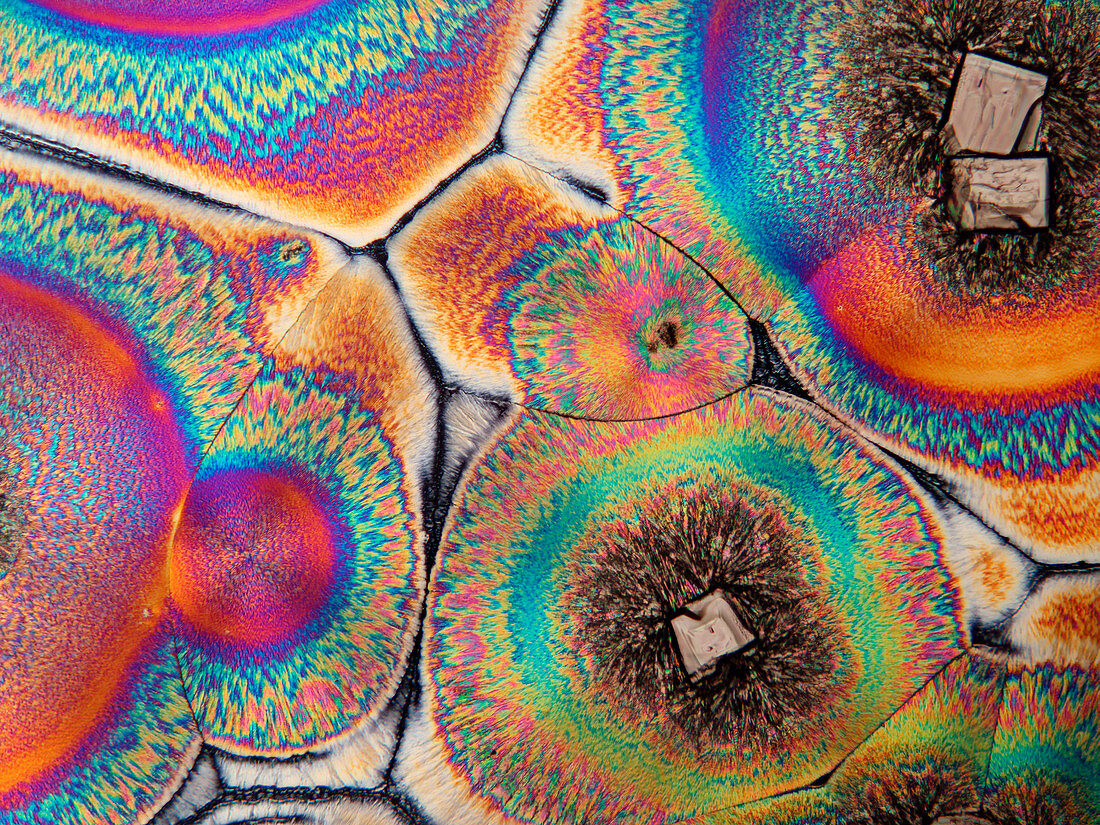 Vitamin C crystals, polarised light micrograph