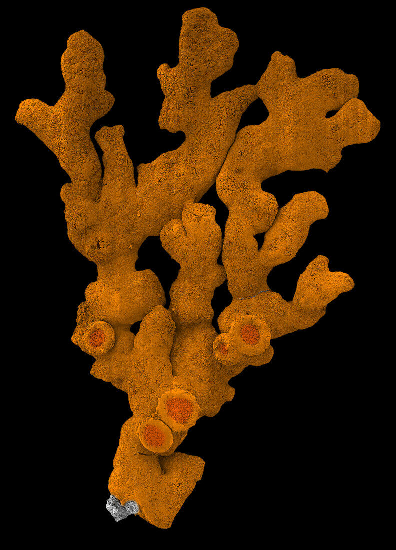 Xanthoria elegans lichen, SEM montage