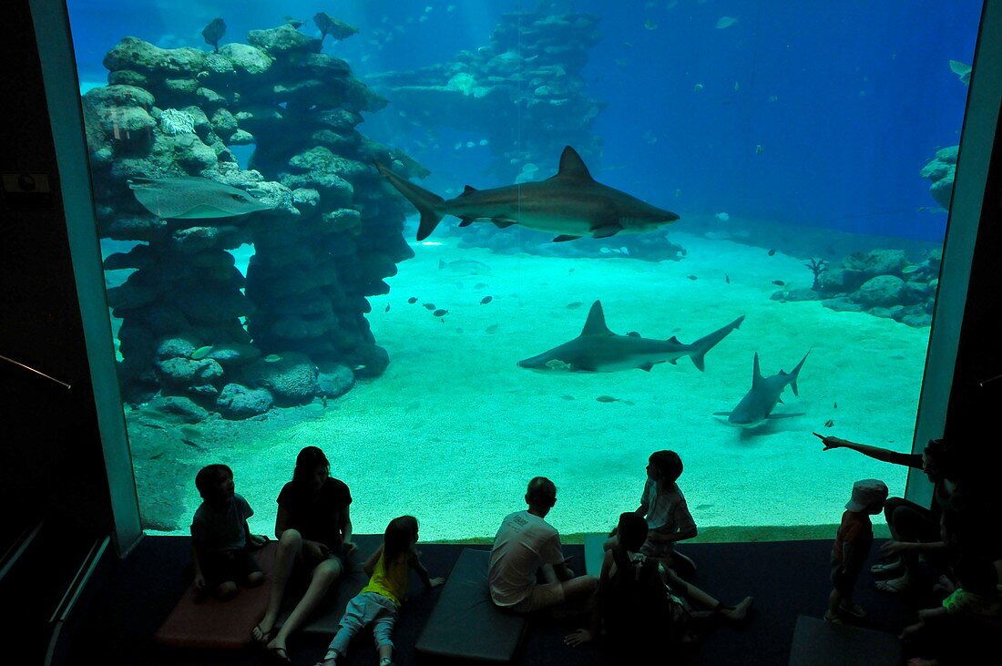 Aquarium shark tank