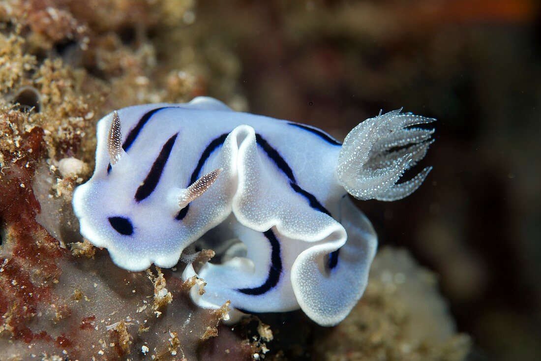 Nudibranch on reef