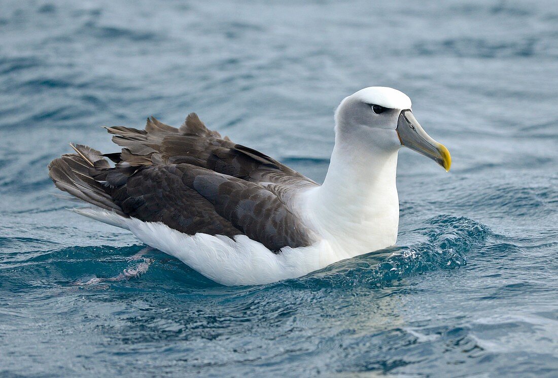 White-capped albatross
