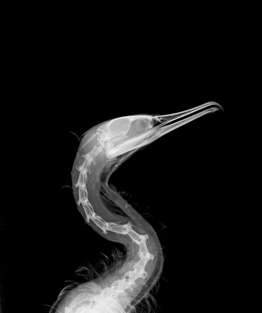 Cormorant, X-ray