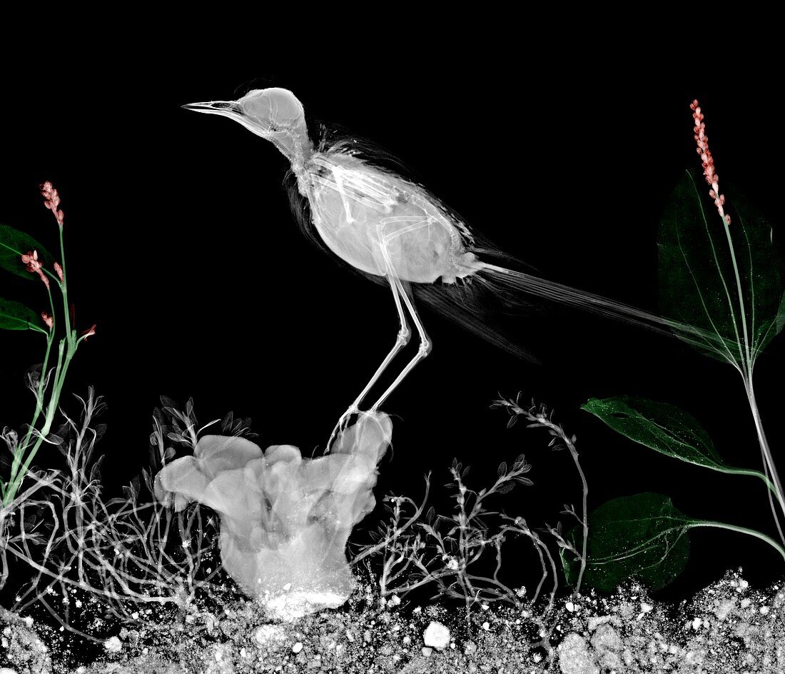 Wagtail on a perch, X-ray
