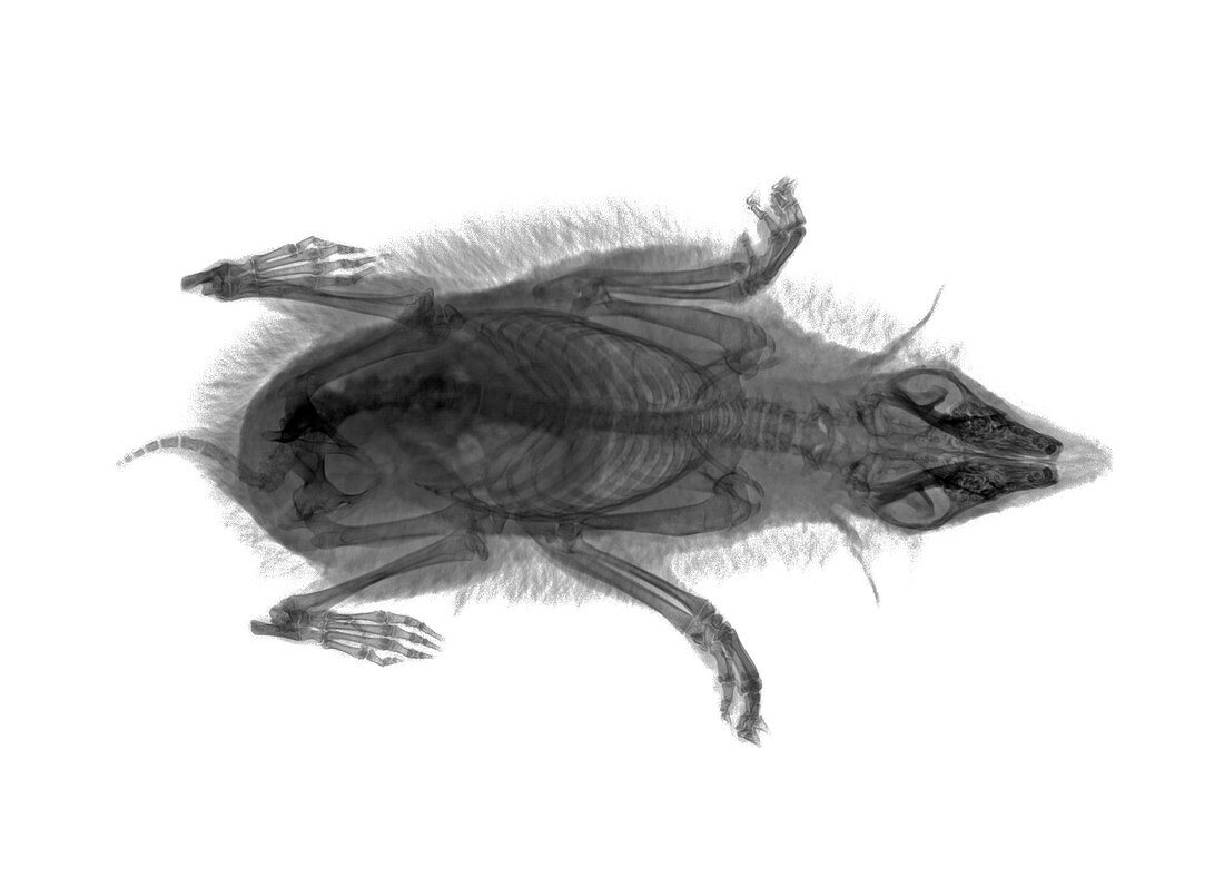 Hedgehog, X-ray