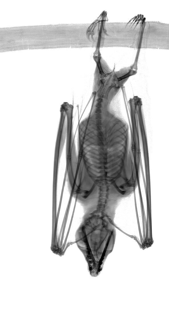 Egyptian fruit bat roosting, X-ray