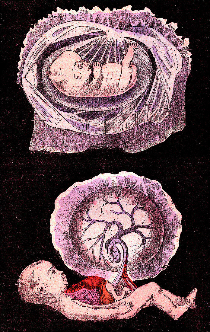 Human embyro development, 19th Century illustration