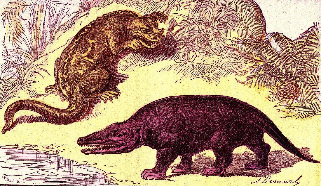 Cretaceous animals, 19th Century illustration