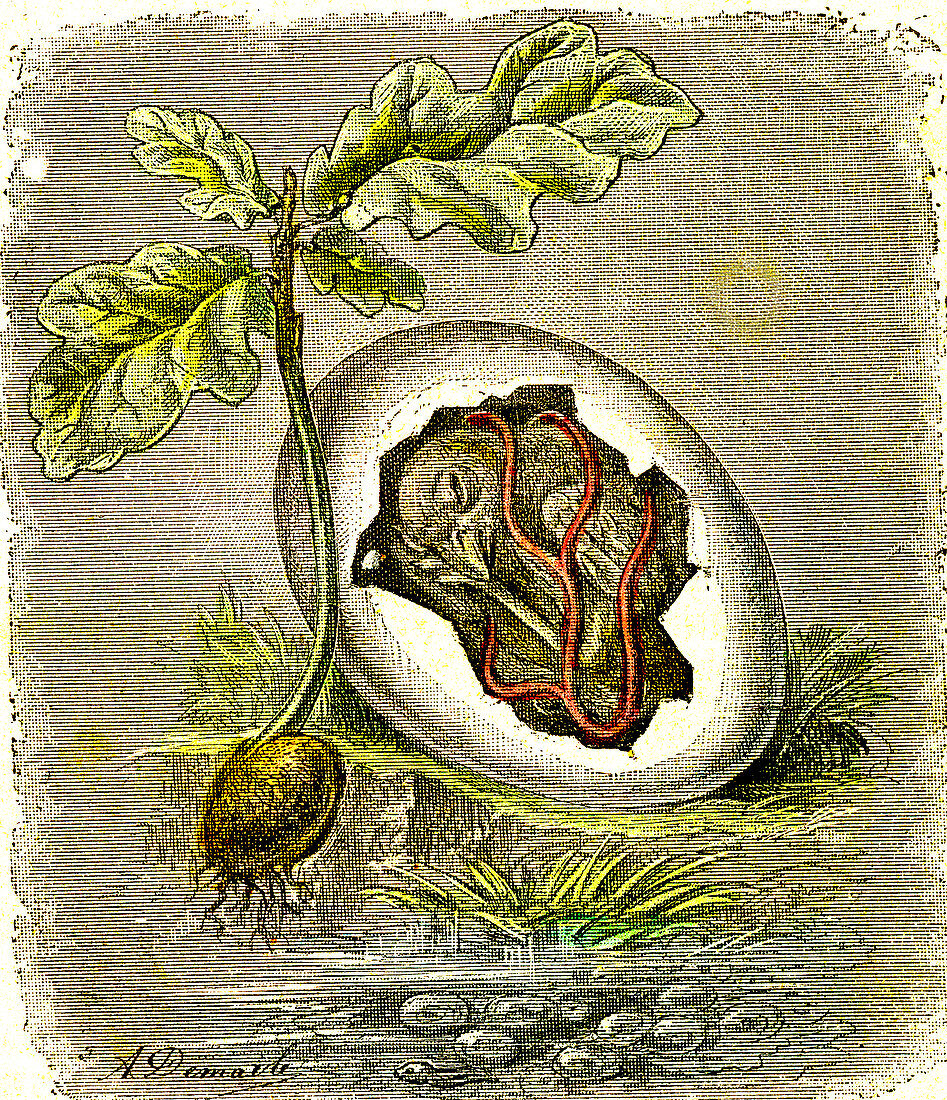 Development of new life, 19th Century illustration