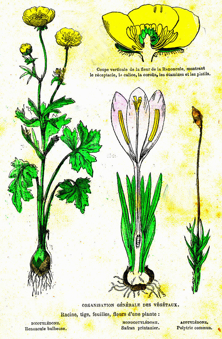 Plant types, 19th Century illustration