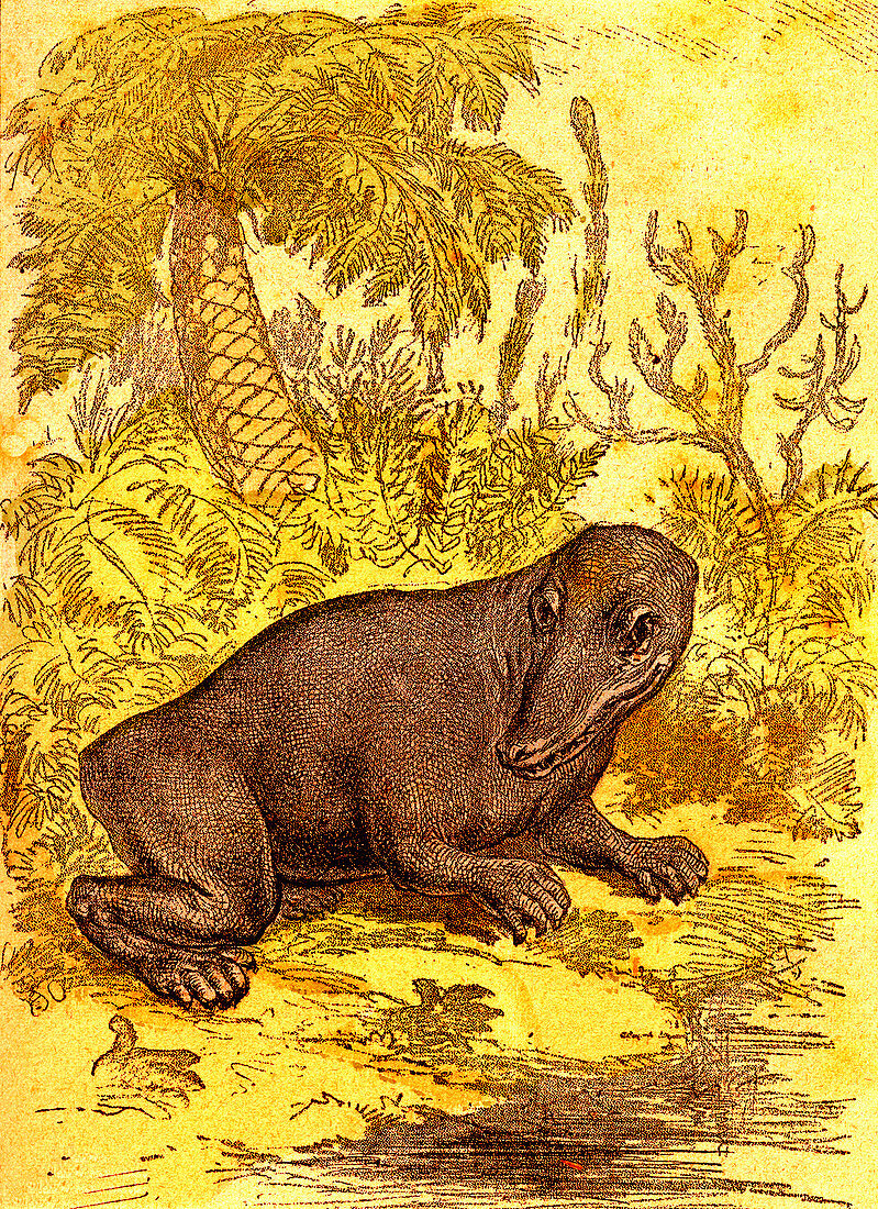Prehistoric amphibian, 19th Century illustration