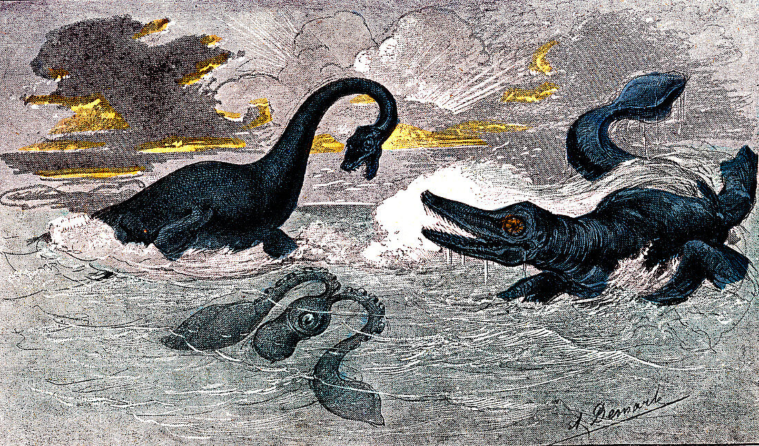 Prehistoric predatory sea animals, 19th C illustration