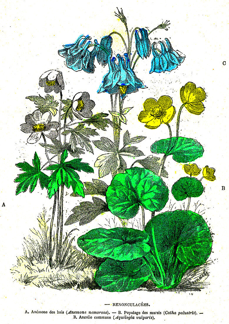 Ranunculaceae plants, 19th Century illustration