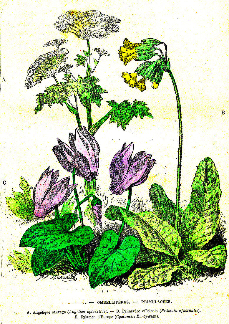 Umbelifers and primroses, 19th Century illustration