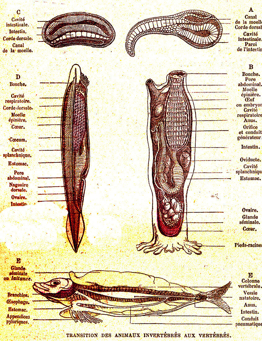 Evolution of vertebrates, 19th Century illustration