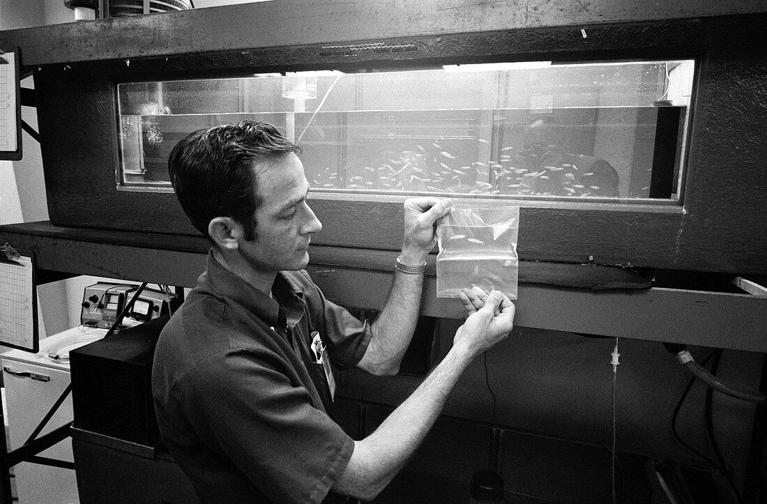 Fish research experiment for Skylab, 1973
