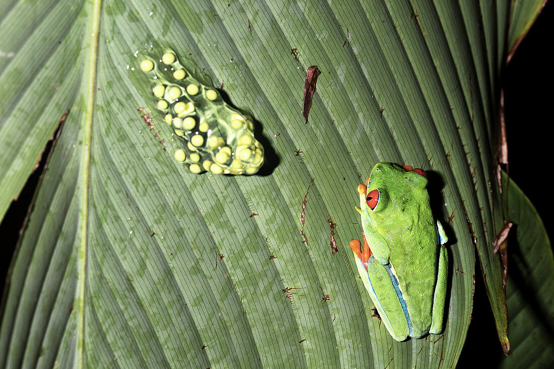 Red-eyed tree frog and eggs