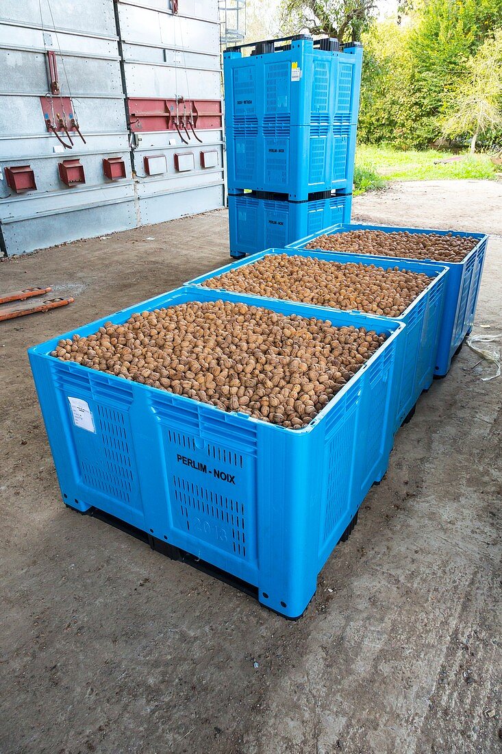 Crates of walnuts after processing