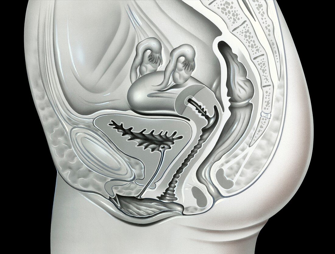 Female urogenital region, illustration