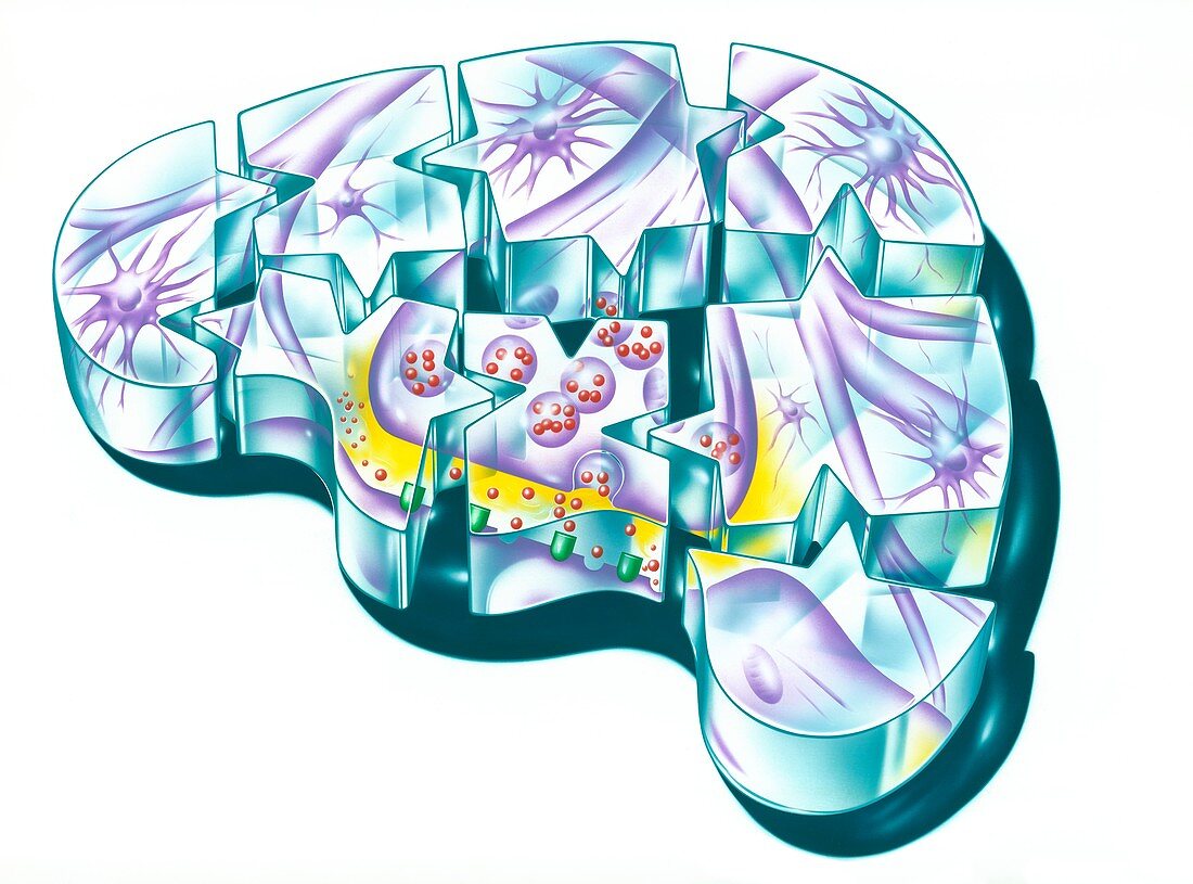 Brain and nerve synapse, illustration
