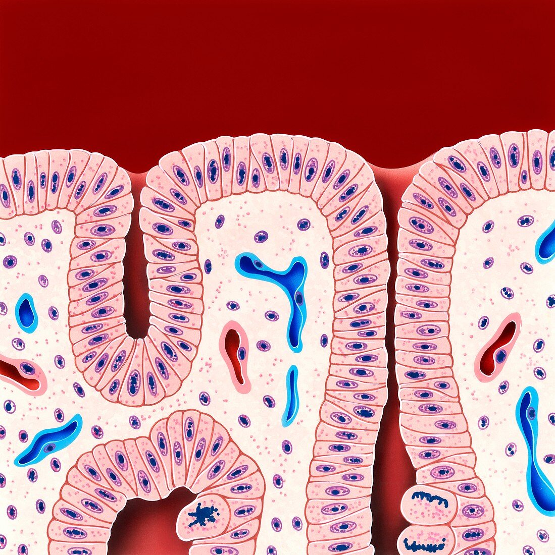 Proliferative phase in digestive system, illustration