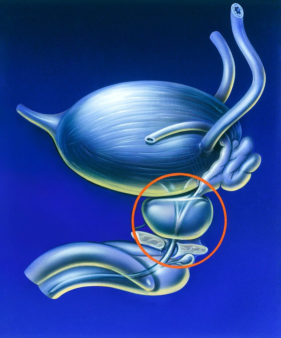 Prostate gland location, illustration