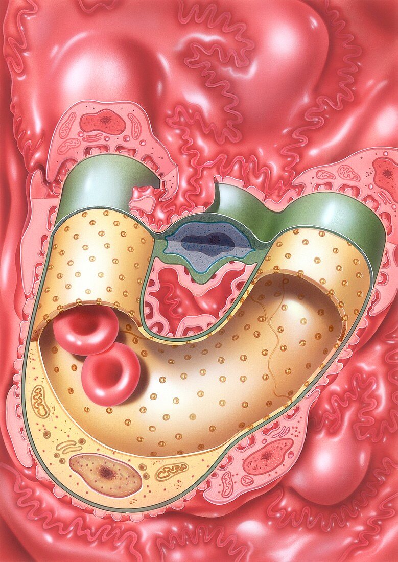 Glomerulus capillary structure, illustration